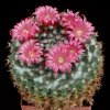 Mammillaria_zuccariniana